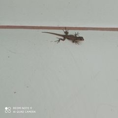 Sceloporus grammicus