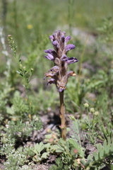Phelipanche caesia