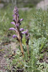 Phelipanche caesia
