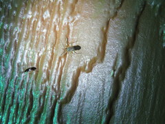 Adelphocoris rapidus