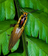 Semiotus illigeri