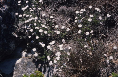 Phylica aemula (Phylica aemula)