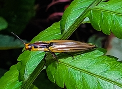 Semiotus illigeri