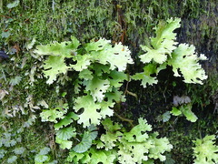 Pseudocyphellaria homoeophylla