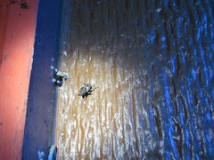 Cryptorhynchus fuscatus