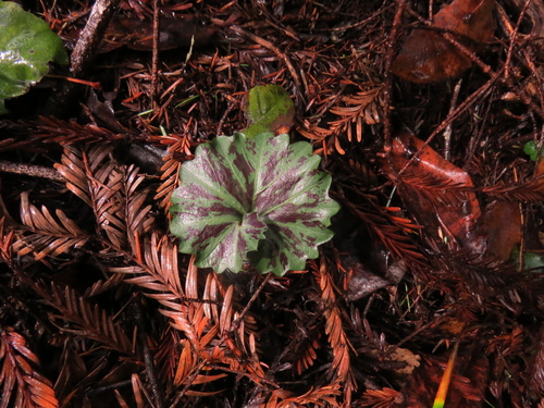 Milkmaids foliage