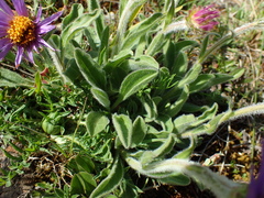 Aster alpinus