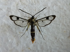 Synanthedon scoliaeformis