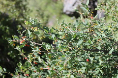 Lonicera microphylla