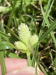 Cyperus sesquiflorus