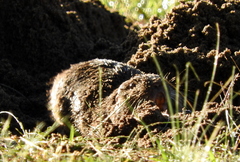 Ctenomys australis