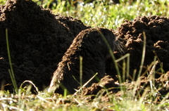 Ctenomys australis