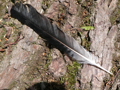 Garrulus glandarius