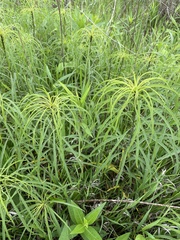 Helianthus salicifolius