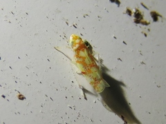 Dikrella maculata