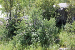 Lonicera microphylla