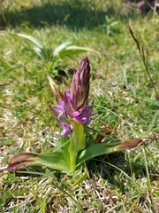 Dactylorhiza incarnata