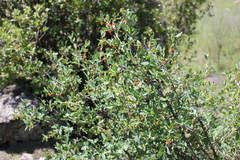 Lonicera microphylla
