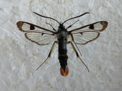 Synanthedon scoliaeformis