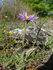 Aster alpinus