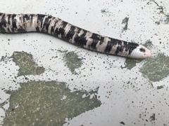 Amphisbaena fuliginosa bassleri