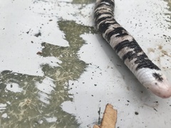 Amphisbaena fuliginosa bassleri