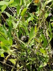 Xylocopa virginica image
