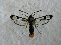 Synanthedon scoliaeformis