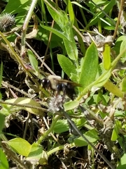 Xylocopa virginica image