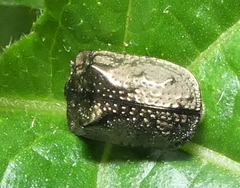 Chlamydocassis bicornuta