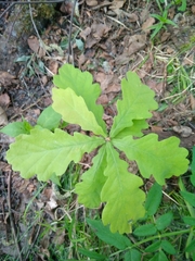 Quercus robur