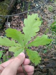 Quercus robur