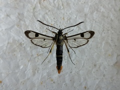 Synanthedon scoliaeformis