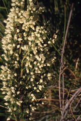Erica leucanthera