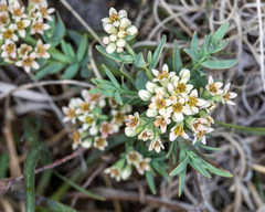 Comandra umbellata pallida