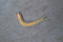 Opsiphanes boisduvallii
