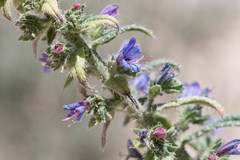 Echium gaditanum