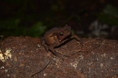 Rhinella dapsilis