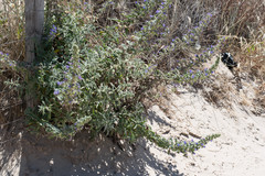 Echium gaditanum