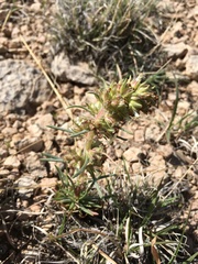 Ipomopsis spicata spicata
