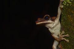 Osteocephalus planiceps