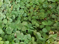 Trifolium repens