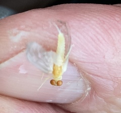 Ephemerella dorothea