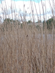 Acrocephalus schoenobaenus