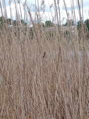 Acrocephalus schoenobaenus