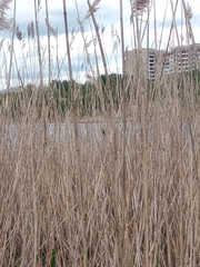 Acrocephalus schoenobaenus