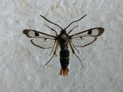 Synanthedon scoliaeformis