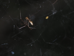 Argyrodes fissifrons