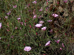 Convolvulus dorycnium