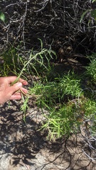 Artemisia palmeri